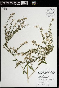 Symphyotrichum lateriflorum image