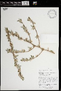 Image Associated With the Occurrence