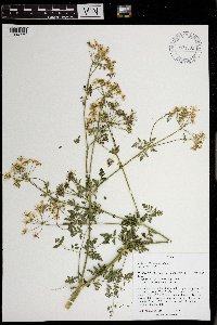 Conium maculatum image