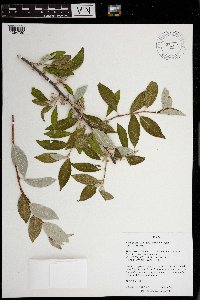 Image Associated With the Occurrence