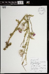 Carduus acanthoides image
