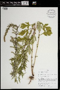 Artemisia vulgaris image