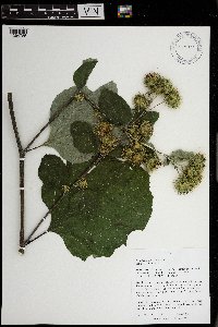 Arctium lappa image