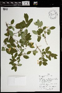 Lonicera morrowii image
