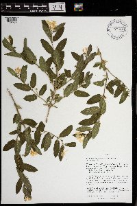 Lonicera morrowii image