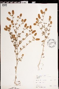 Trifolium arvense image