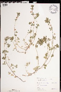 Trifolium dubium image