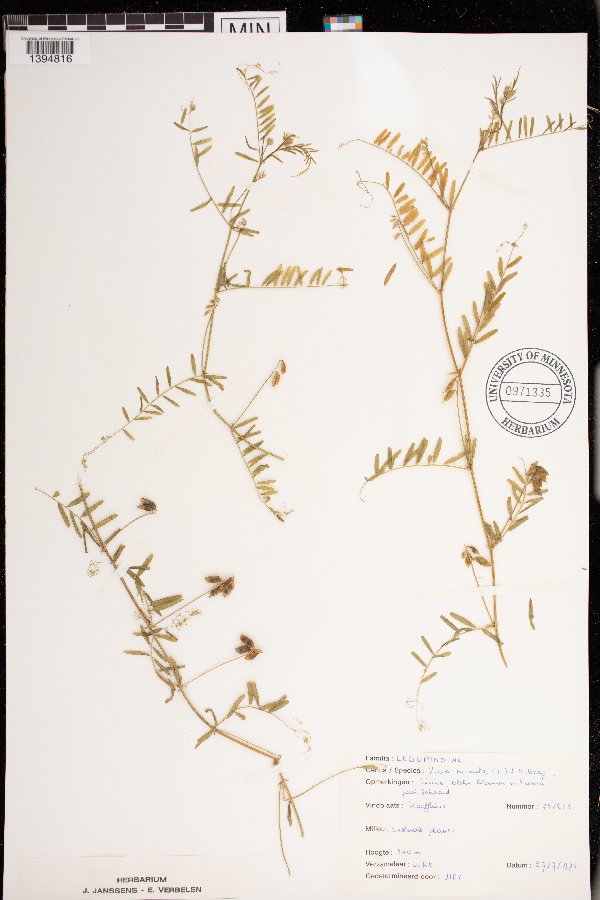 Vicia hirsuta image