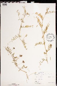 Media resource of Vicia hirsuta