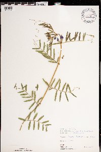 Vicia sativa image