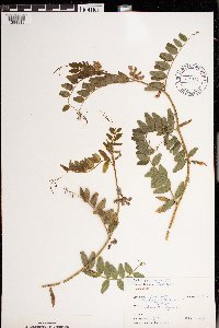 Media resource of Vicia sepium