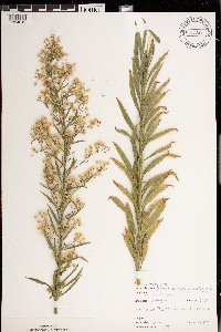 Conyza canadensis image