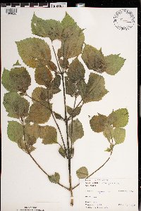 Galinsoga quadriradiata image