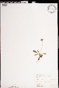 Hieracium pilosella image