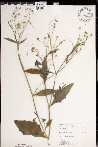 Lapsana communis image