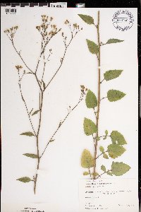 Lapsana communis image