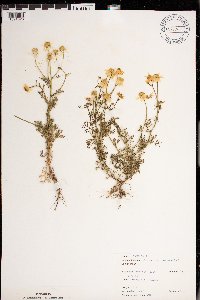 Matricaria chamomilla image