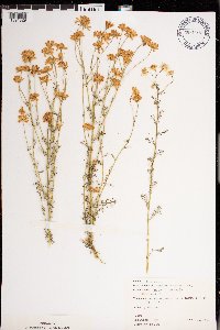 Matricaria chamomilla image