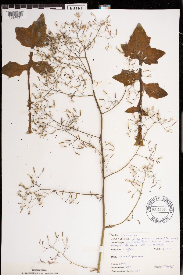 Mycelis muralis image