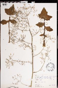 Image Associated With the Occurrence