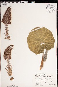 Petasites hybridus image