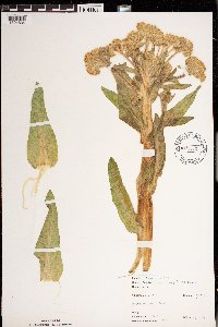 Tephroseris palustris image