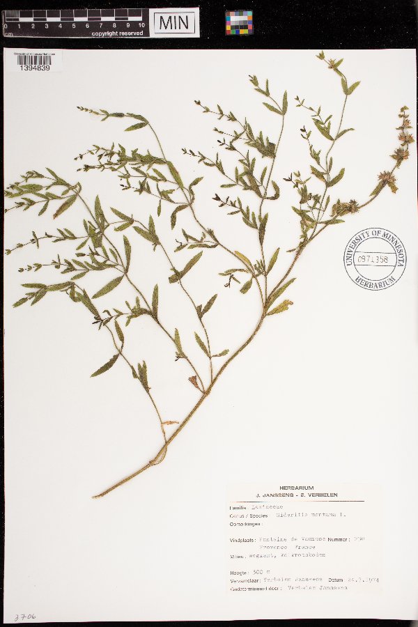 Sideritis montana image