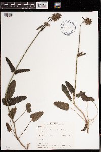 Media resource of Stachys officinalis