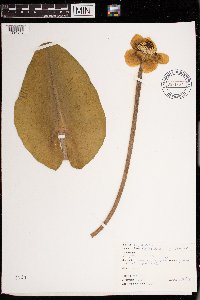 Nuphar variegata image