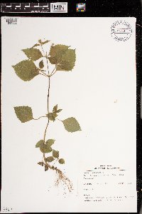 Galinsoga quadriradiata image