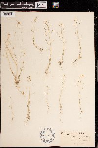 Draba nemorosa image