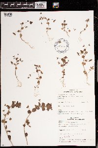 Veronica persica image