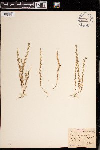 Veronica arvensis image