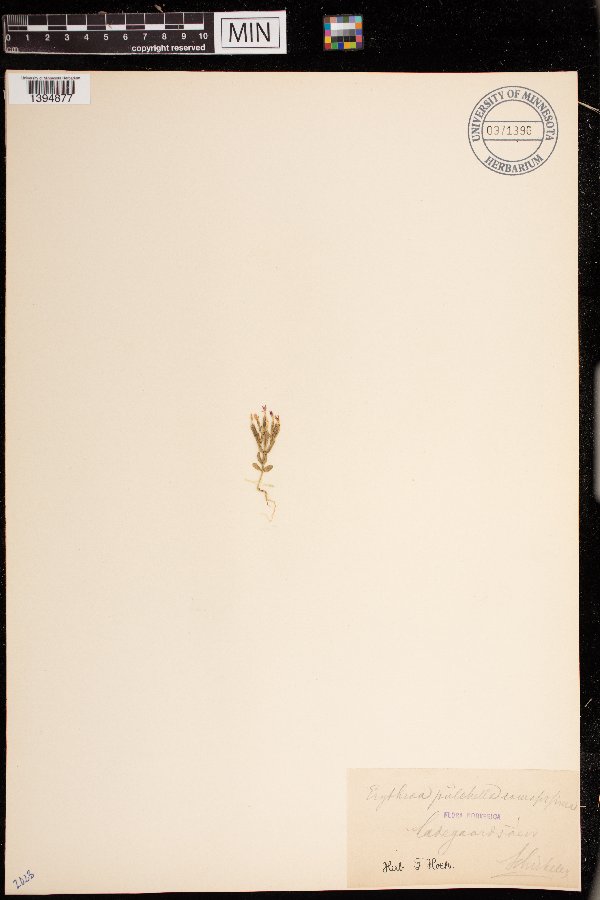 Zeltnera muehlenbergii image