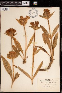 Media resource of Gentiana purpurea