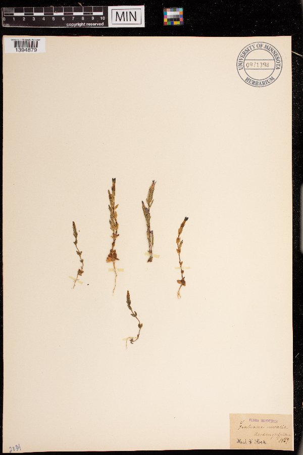 Gentiana nivalis image