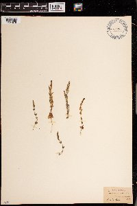 Media resource of Gentiana nivalis