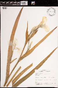 Iris pseudacorus image