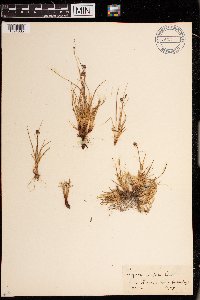 Luzula confusa image