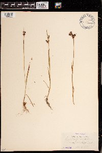 Luzula multiflora image