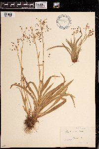 Media resource of Luzula pilosa