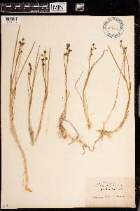 Scheuchzeria palustris image