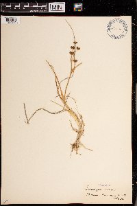 Scheuchzeria palustris image