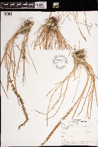 Triglochin maritima image