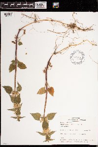 Lamium album image