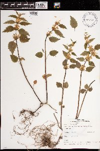 Lamium galeobdolon image