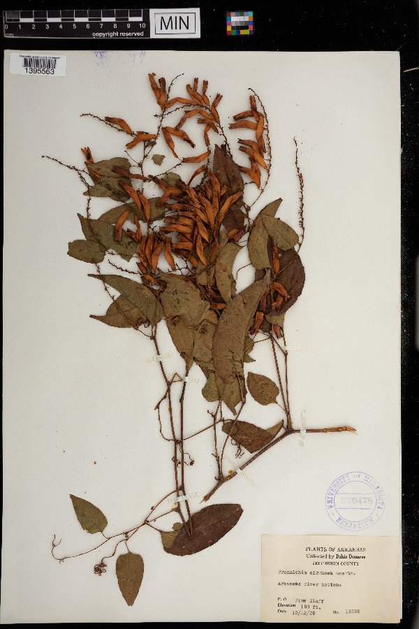 Brunnichia ovata image