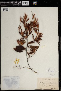 Brunnichia ovata image