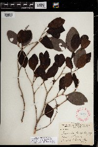 Coccoloba diversifolia image