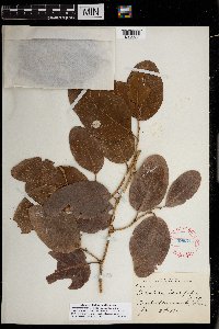 Coccoloba diversifolia image